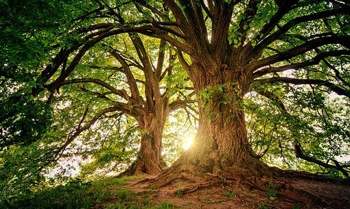 Ki Adam Etz haSadeh – L’uomo è un albero del campo