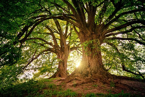Ki Adam Etz haSadeh – L’uomo è un albero del campo